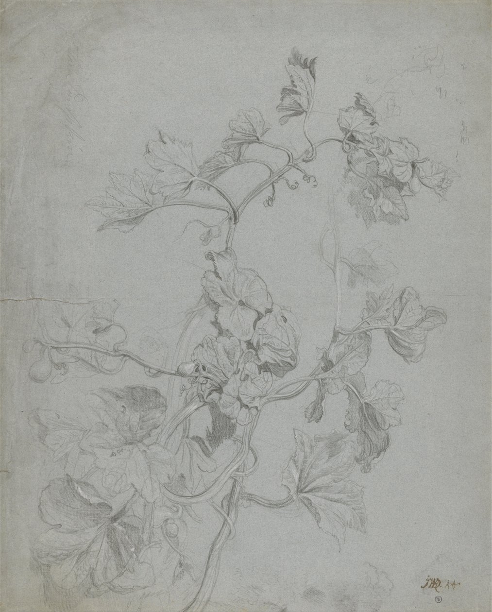 Estudo de uma planta de escalada (família de abóbora) (lápis elevado com branco sobre papel azul) de James Ward