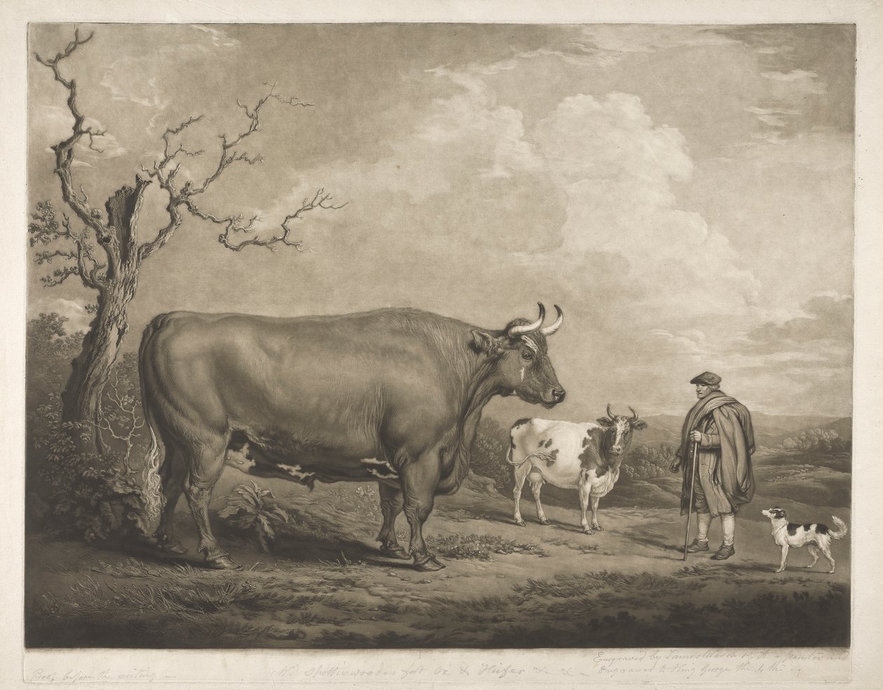 O Boi Spottiswoode de James Ward