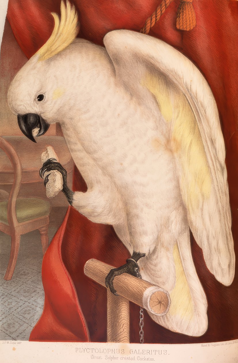 Grande Cockatoo com crista amarela de James Whitley Sayer