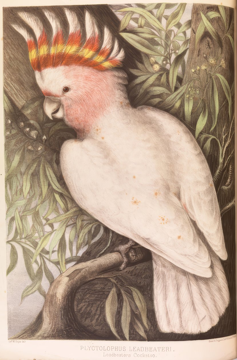 Inka-Kakadu, Plyctolophus leadbeateri de James Whitley Sayer