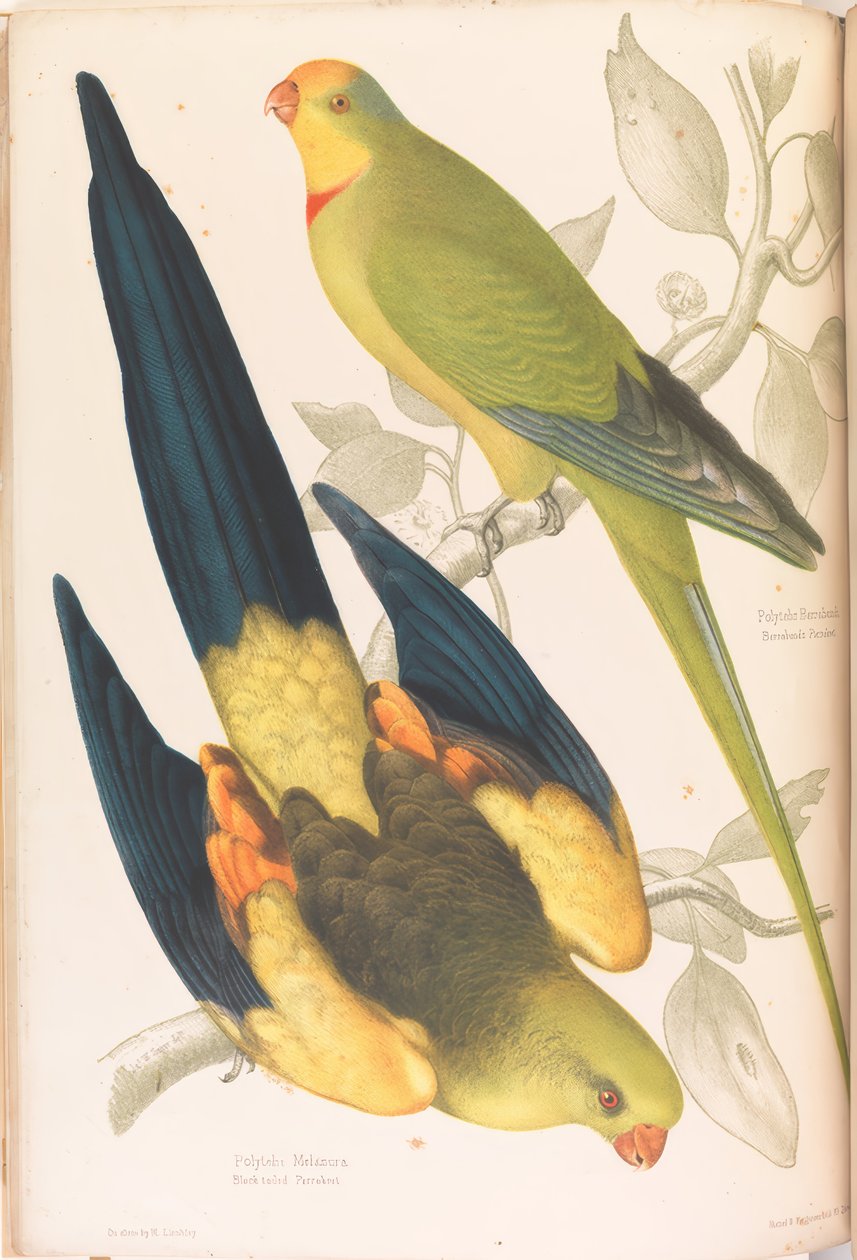 Periquito-de-cauda-preta e Periquito-verde-licioso de James Whitley Sayer