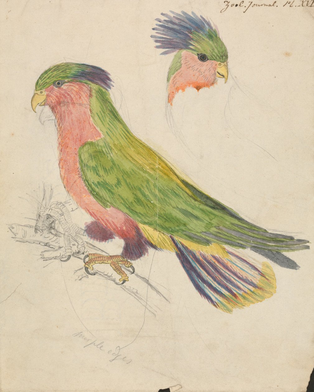 Uma Cockatoo de James de Carle Sowerby