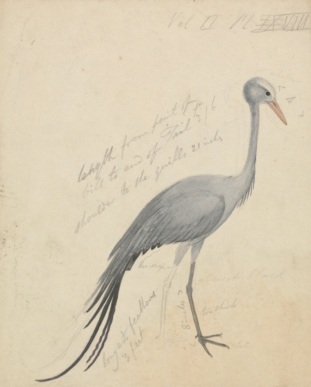 Um guindaste de James de Carle Sowerby