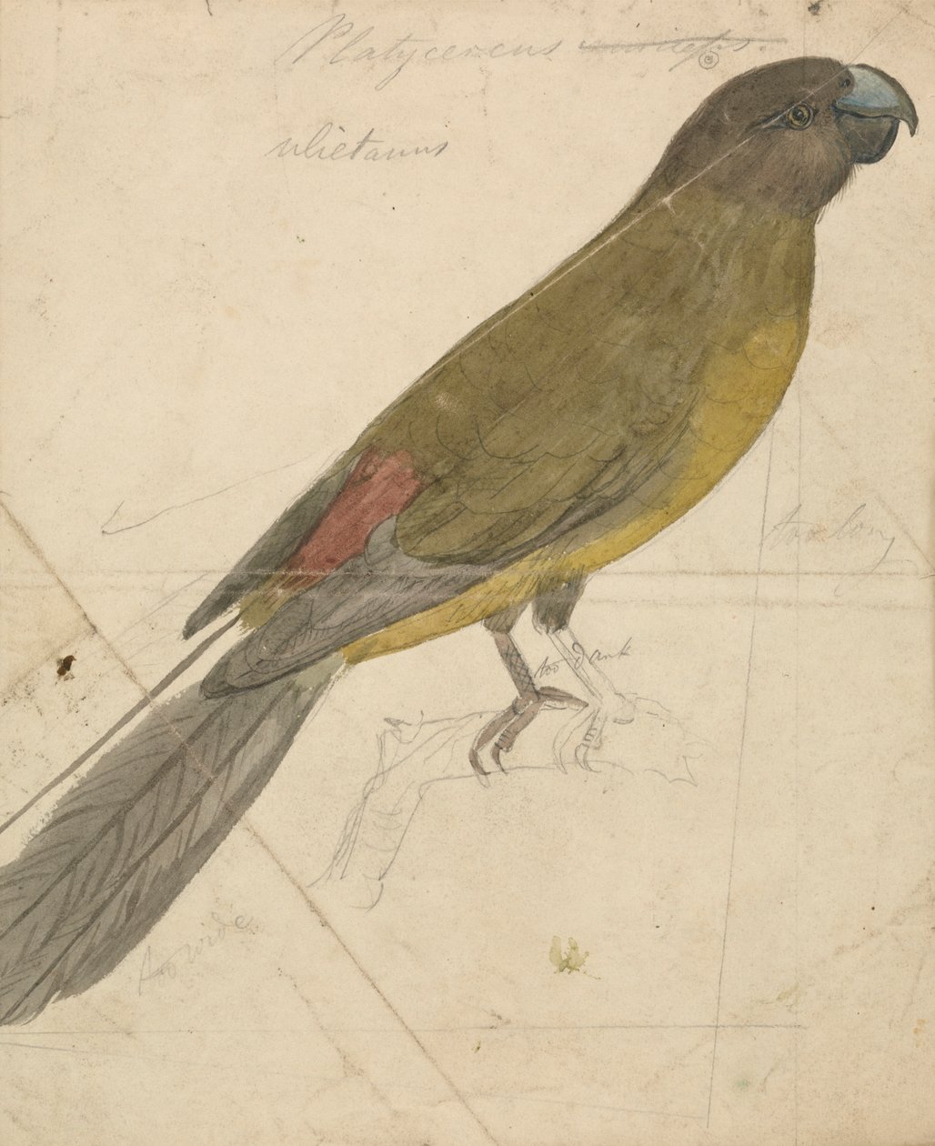 A Parrot de James de Carle Sowerby