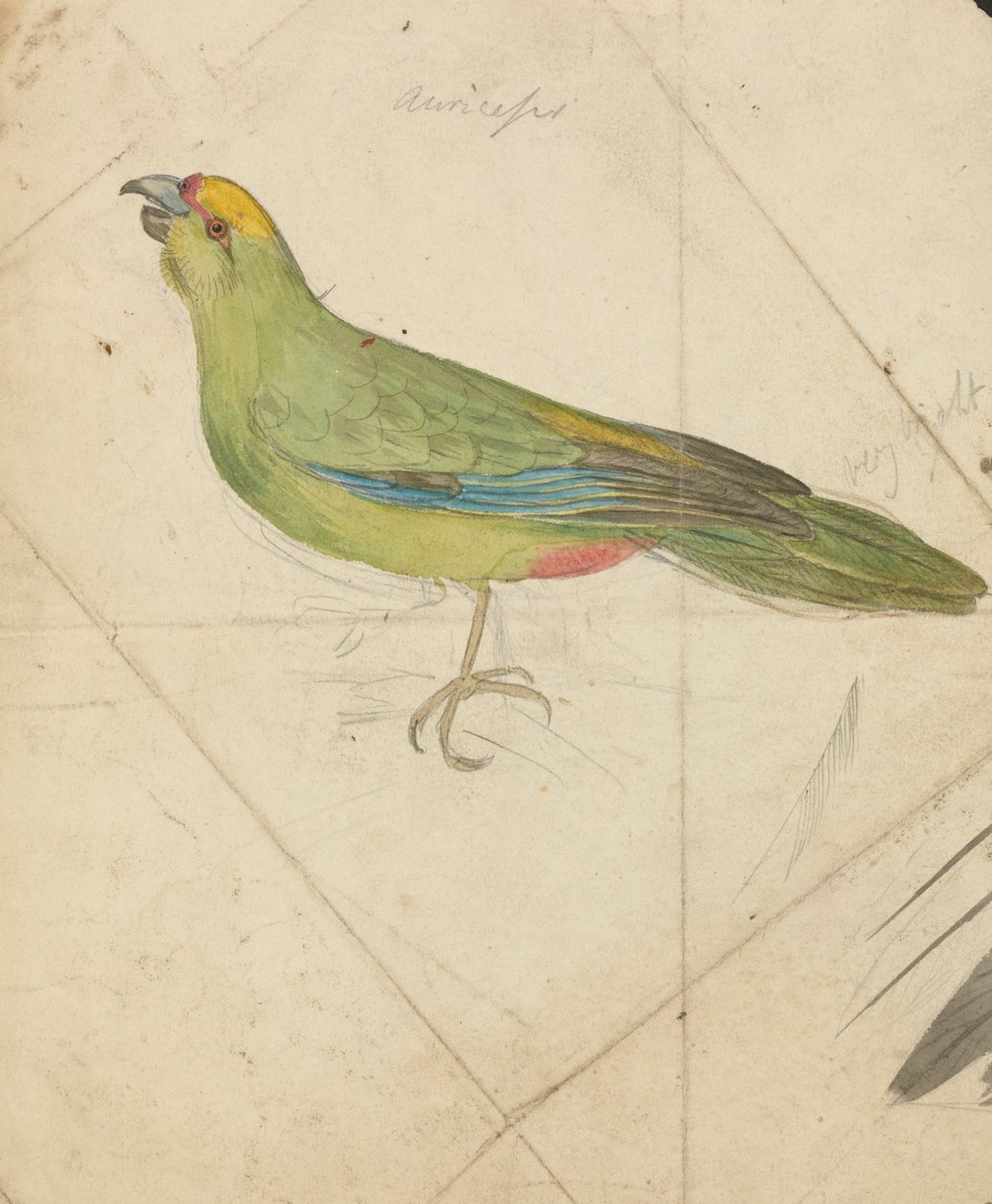 A Parrot de James de Carle Sowerby