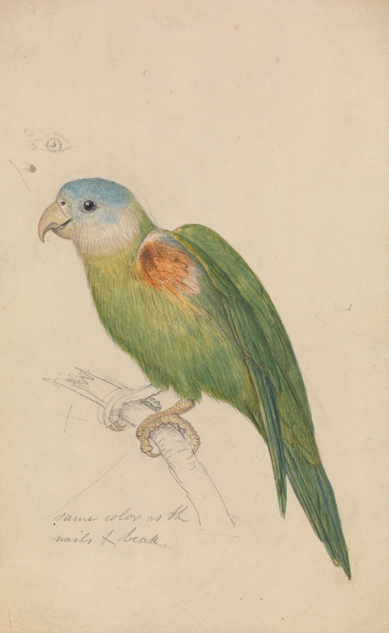 A Parrot de James de Carle Sowerby