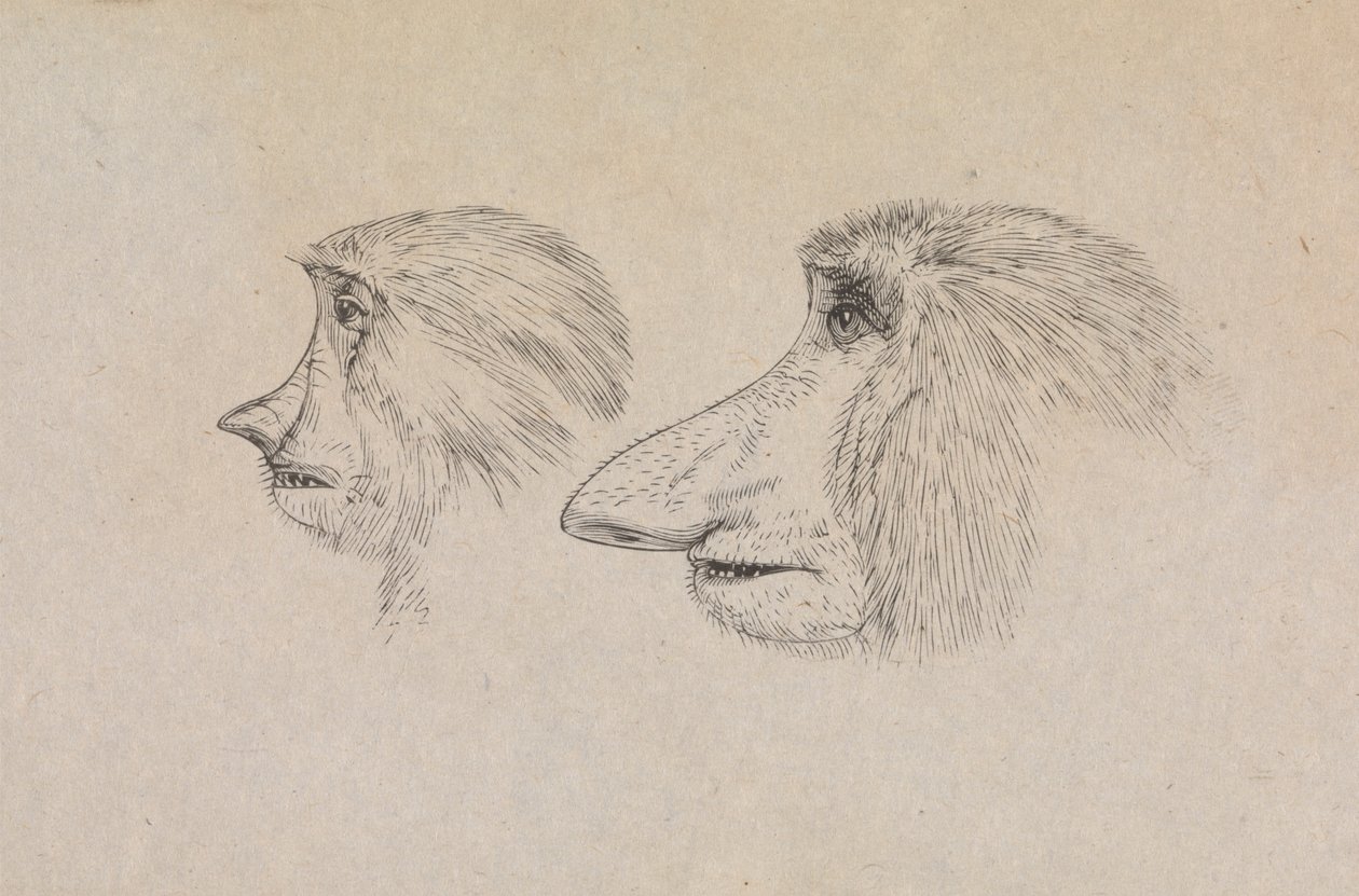 Cabeças de Dois Macacos Proboscis de James de Carle Sowerby