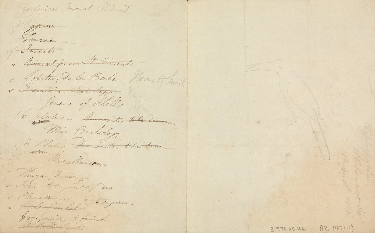 Três tucanos de James de Carle Sowerby