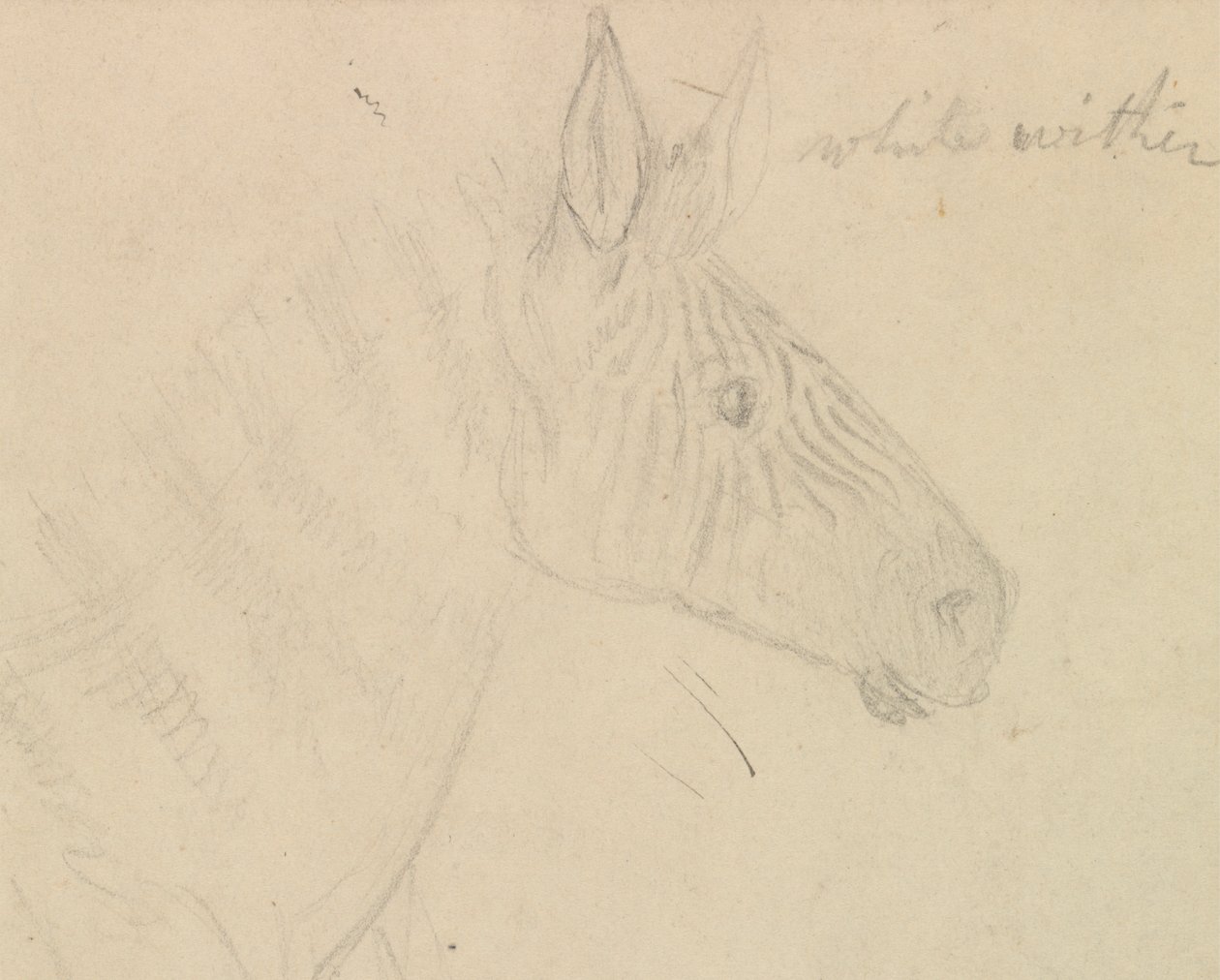 Zebra de James de Carle Sowerby
