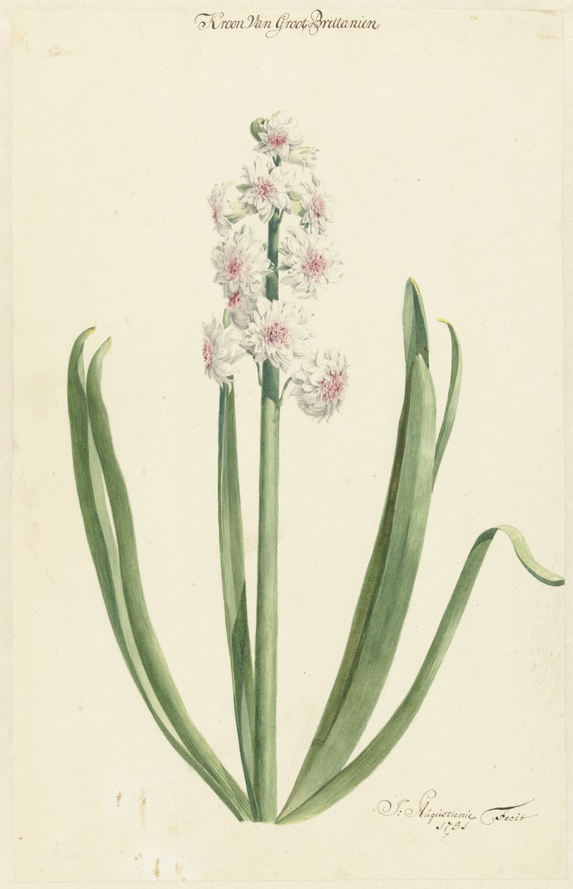 O jacinto rosa-branco Coroa da Grã-Bretanha de Jan Augustini
