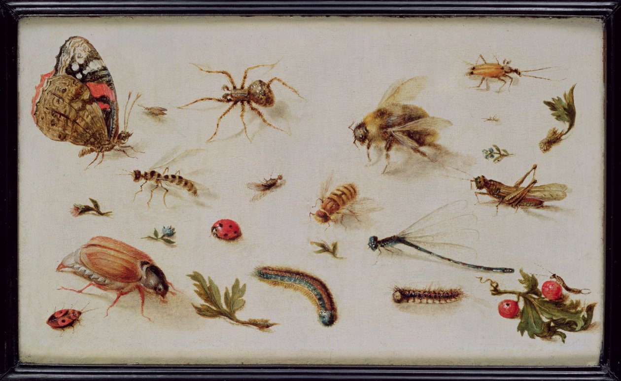 Um estudo de insetos de Jan the Elder Brueghel