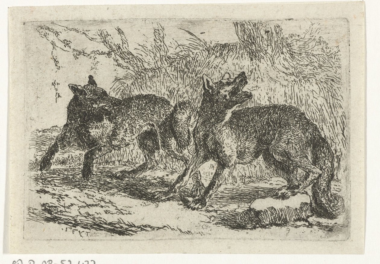 Dois lobos de Jan Fyt