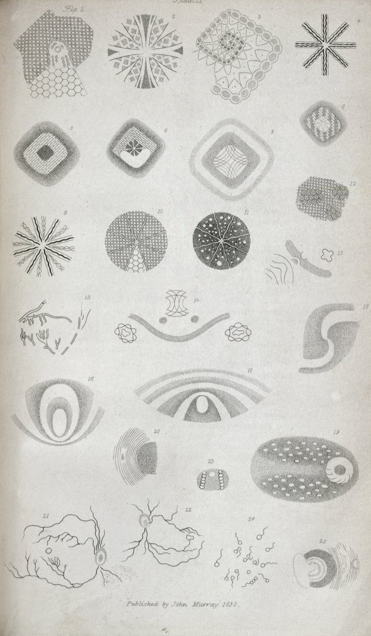 Ilustração II de "Contribuições da fisiologia da visão No. I", publicada no Journal of the Royal Institution, 1830 de Jan Purkinje