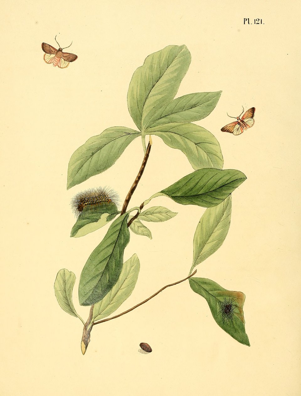 Ilustração de: borboleta não identificada, descrita como Phalaena elaeodendri de Jan Christiaen Sepp