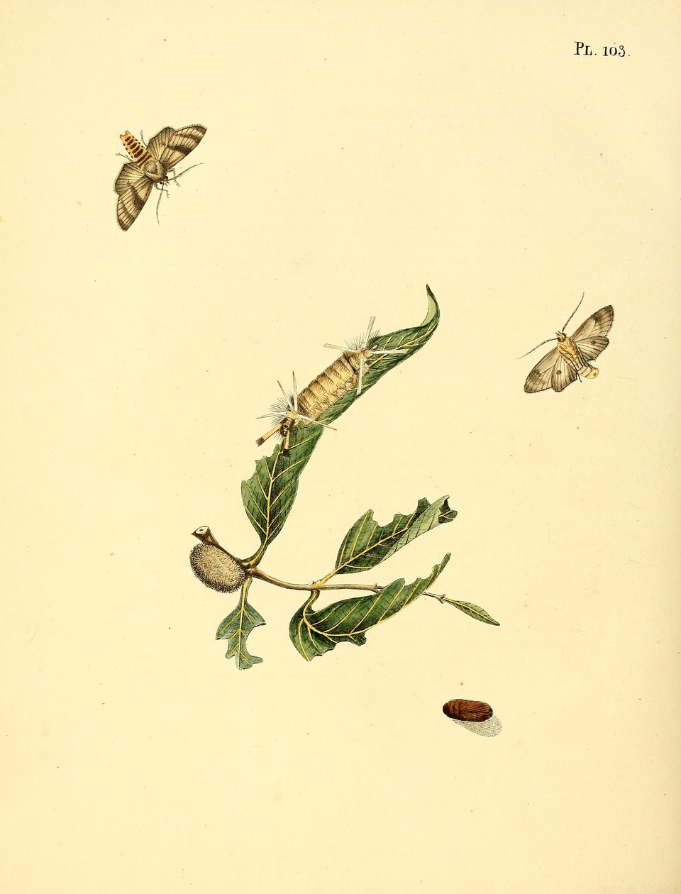 Borboletas surinamesas de Jan Christiaen Sepp