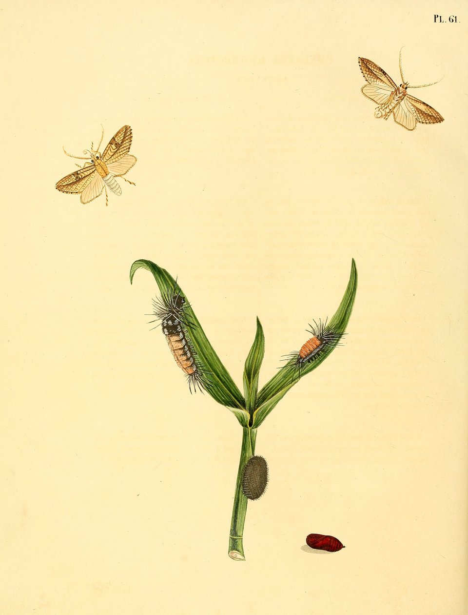 borboleta não identificada, descrita como Phalaena rhomboidea de Jan Christiaen Sepp