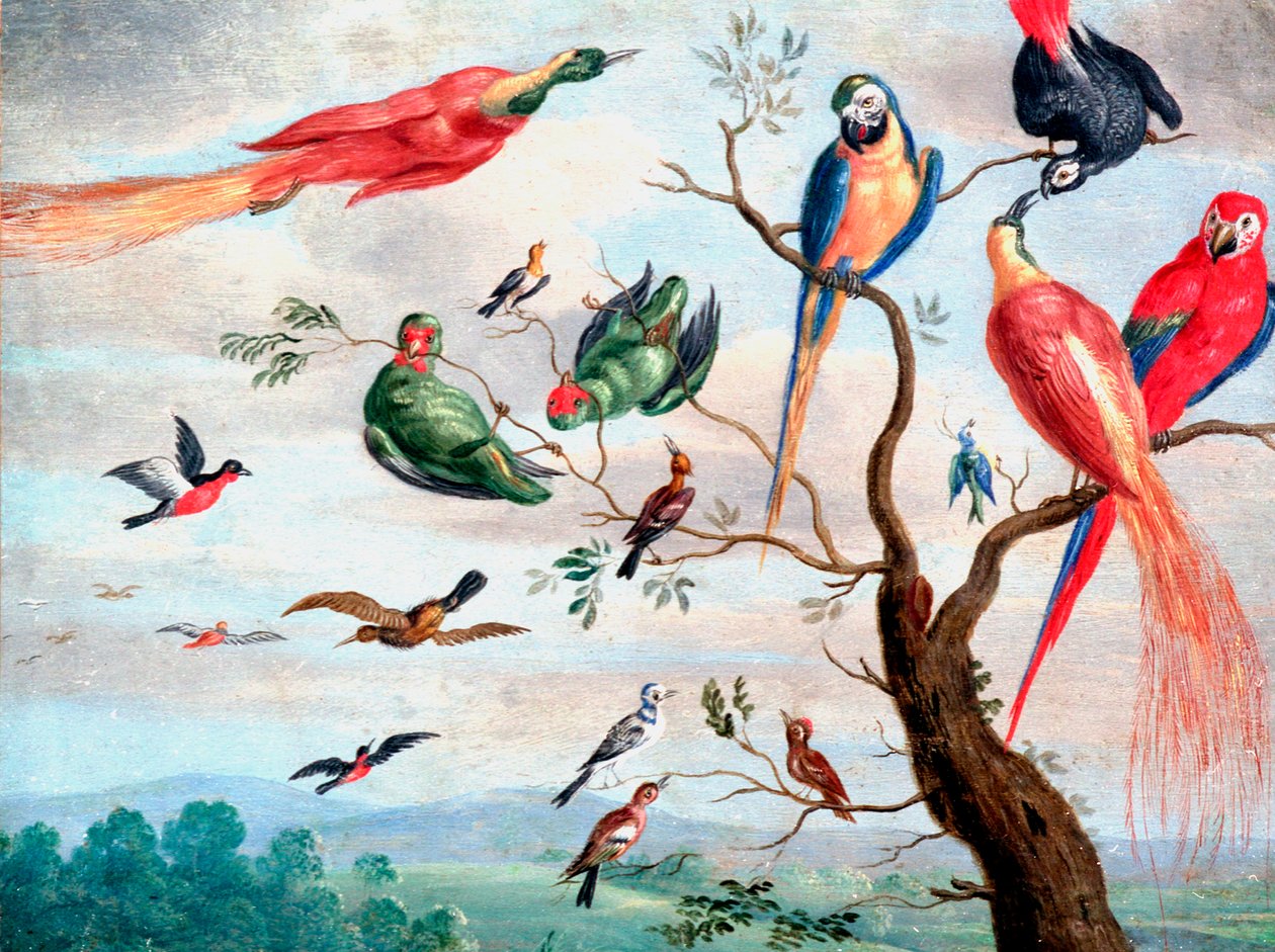 O coro das aves, c.1650-1675 (óleo sobre metal) de Jan Thomasz. van Kessel