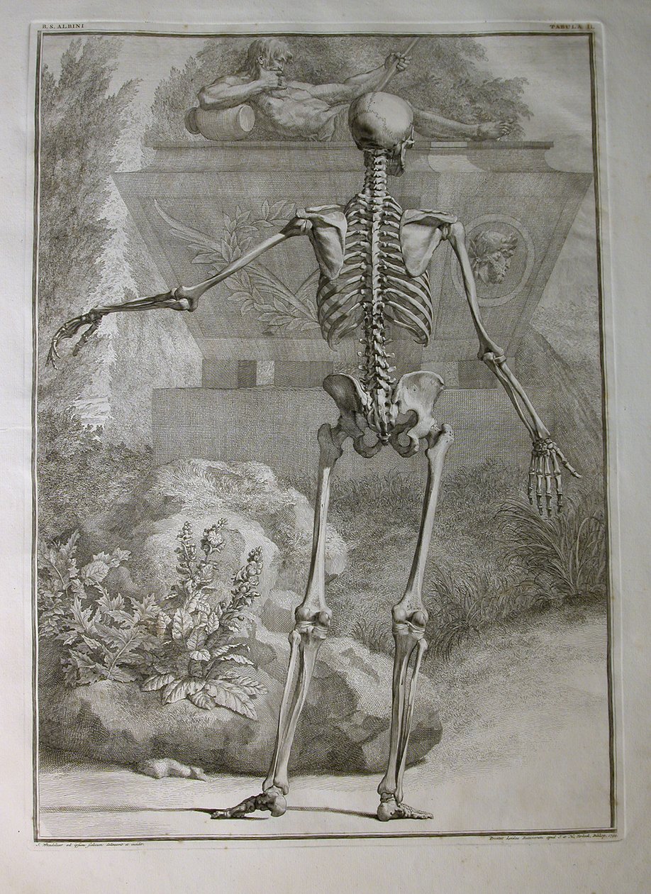 Álbuns 1, Pi. 2 esqueleto, de &39;tabelas do esqueleto e dos músculos do corpo humano, por Bernhard Siegfried Albino (1697-1770), publicado por J.undH. Verbeek, bibliop., Leiden, 1740 (gravura de Jan Wandelaar