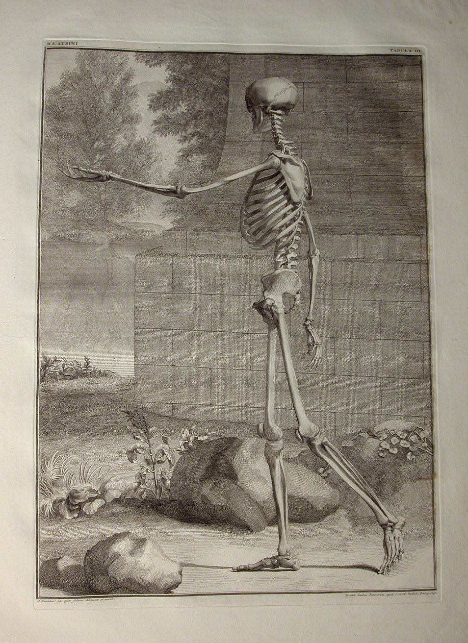 Álbuns 1, Pi. 3 de esqueleto, de &39;tabelas do esqueleto e dos músculos do corpo humano, por Bernhard Siegfried Albino (1697-1770), publicado por J.undH. Verbeek, bibliop., Leiden, 1747 (engravin de Jan Wandelaar