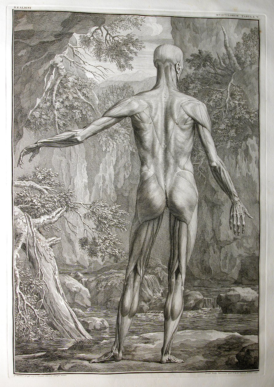 Álbuns 1, Pi. 5: musculatura, a partir de um "Tabelas de esqueleto e músculos do corpo humano, por Bernhard Siegfried Albino (1697-1770), publicado por J.undH. Verbeek, bibliop., Leiden, 1740 (gravador de Jan Wandelaar
