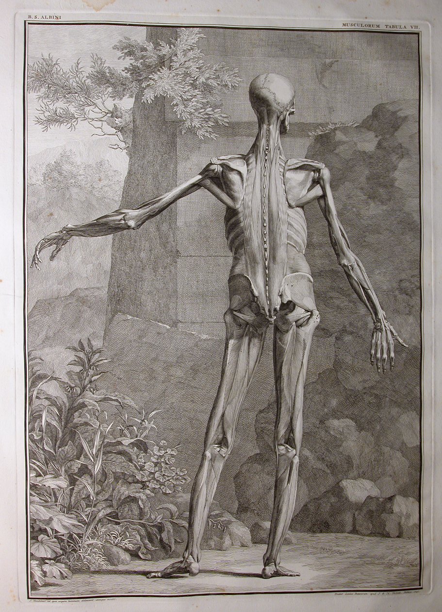 Álbuns 1, Pi. 7: musculatura, a partir de um "Tabelas de esqueleto e músculos do corpo humano, por Bernhard Siegfried Albino (1697-1770), publicado por J.undH. Verbeek, bibliop., Leiden de 1741 (engra de Jan Wandelaar