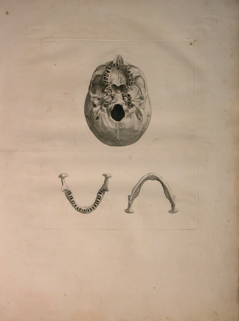 Álbuns 2 Pl. 2, do crânio, a partir de uma "tabela de ossos humanos, por Bernhard Siegfried Albino (1697-1770), publicado por J.undH. Verbeek, bibliop. 1753, Leiden, c.1729 de Jan Wandelaar