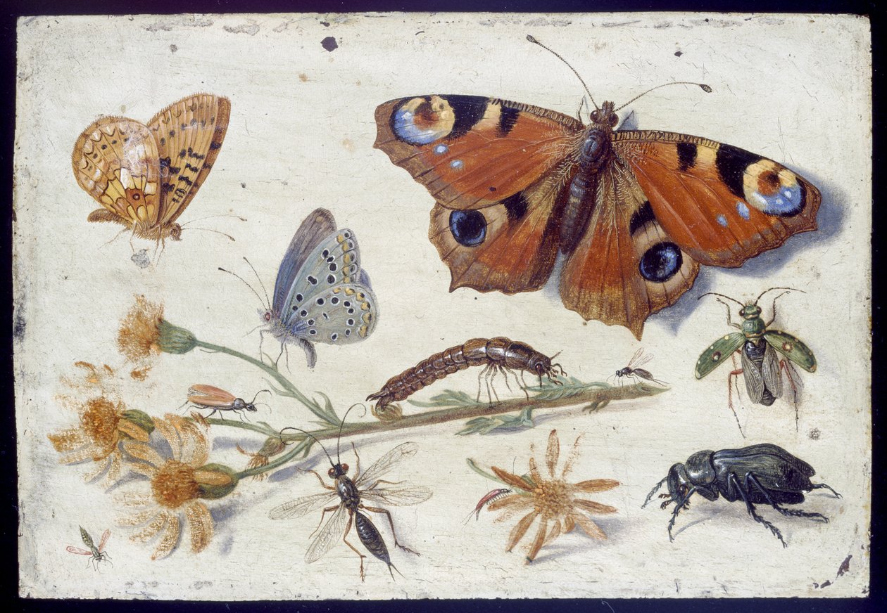Três borboletas, um besouro e outros insetos, com um corte de Ragwort, início dos anos 1650 (óleo sobre cobre) de Jan van Kessel the Elder