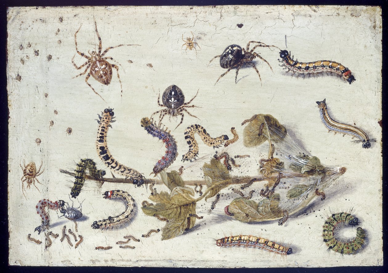 Várias aranhas e lagartas, com um raminho de groselha, início de 1650 (óleo sobre cobre) de Jan van Kessel the Elder