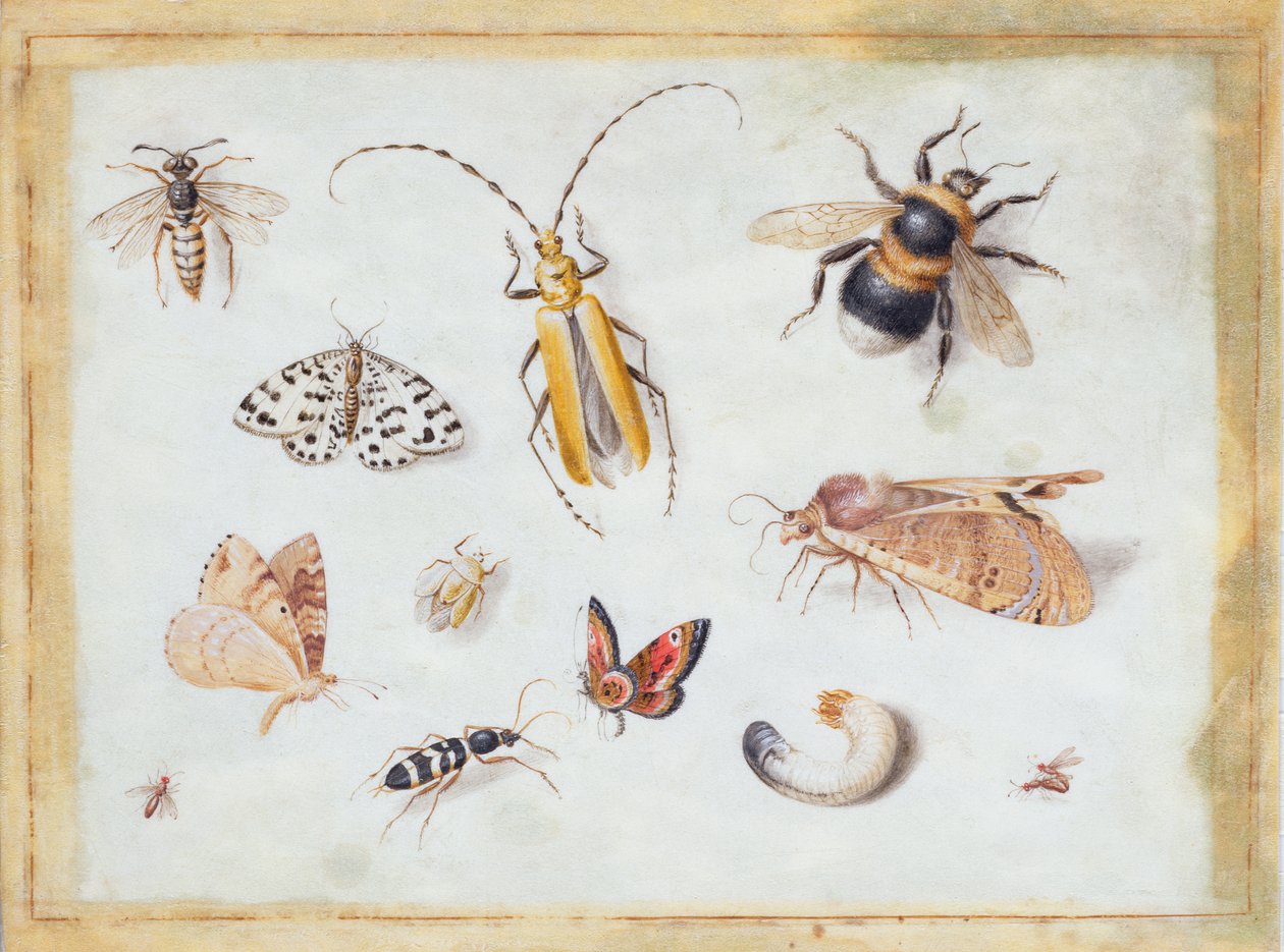 Um estudo de borboletas e outros insetos (guache sobre velino) de Jan van Kessel the Elder