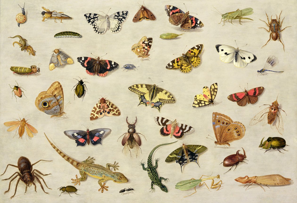 Um estudo de insetos (óleo sobre cobre) de Jan van Kessel the Elder