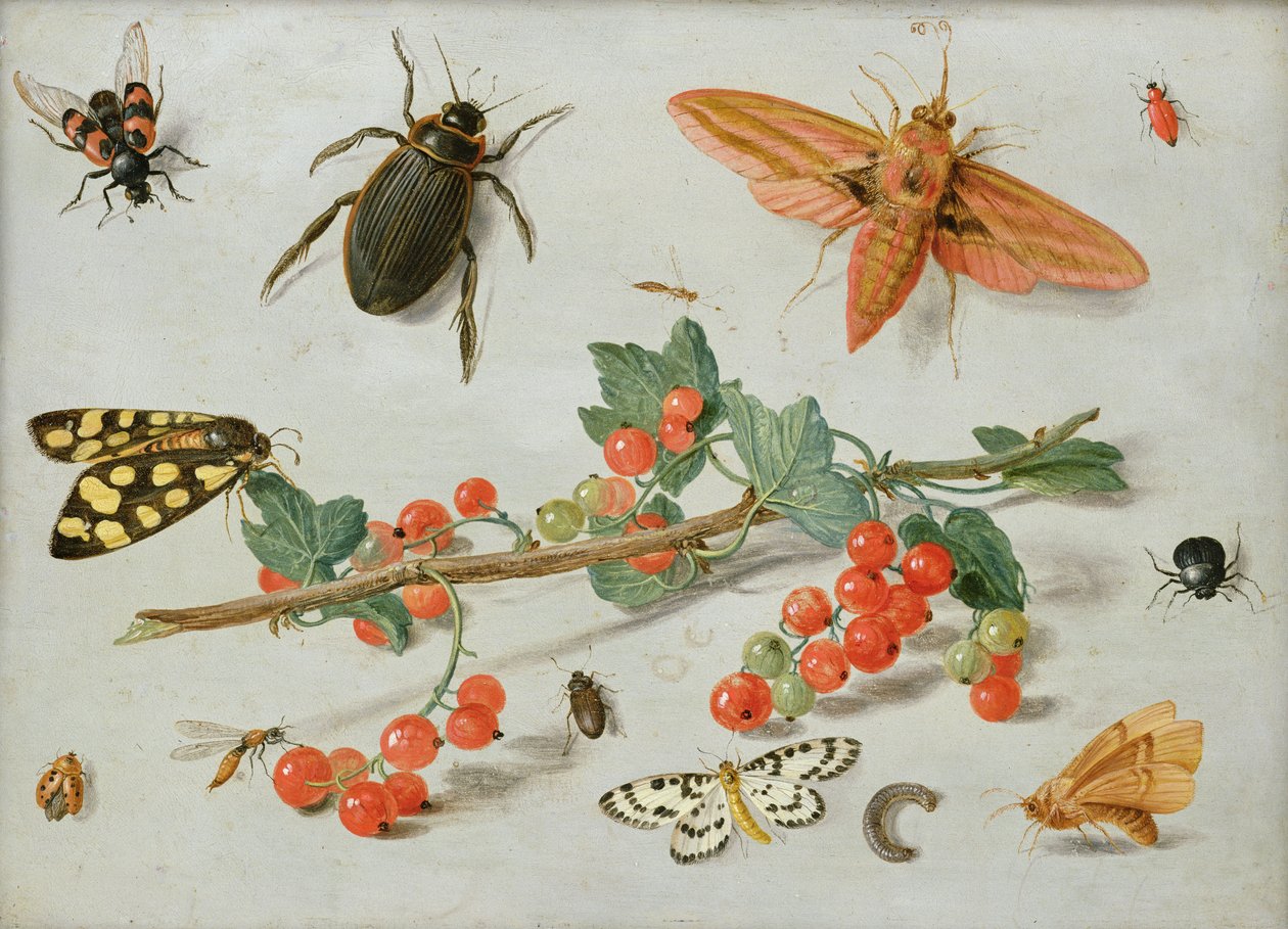 Um raminho de groselhas vermelhas com uma traça de falcão de elefante, uma mariposa pega e outros insetos, 1657 (óleo sobre cobre) de Jan van Kessel the Elder