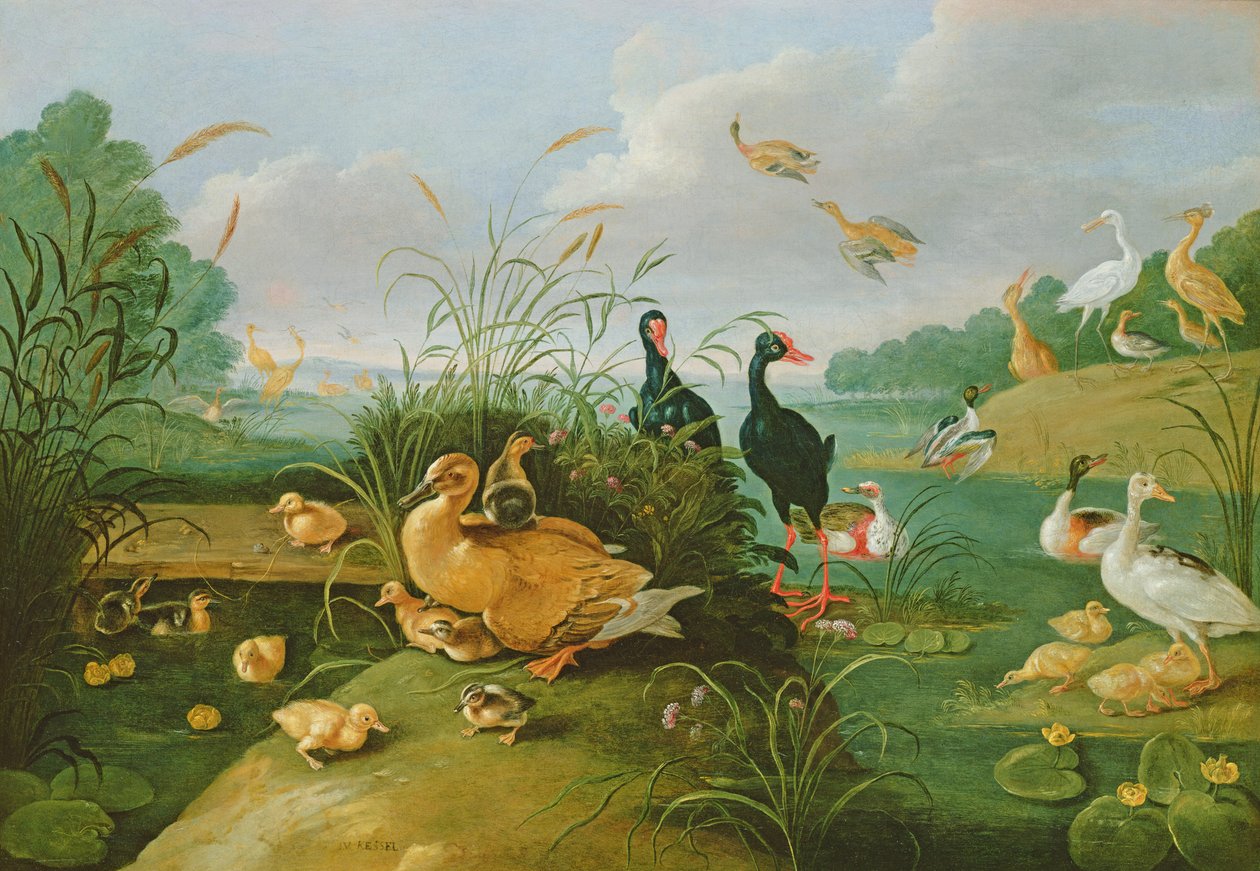 Aves e patinhos decorativos de Jan van Kessel the Elder