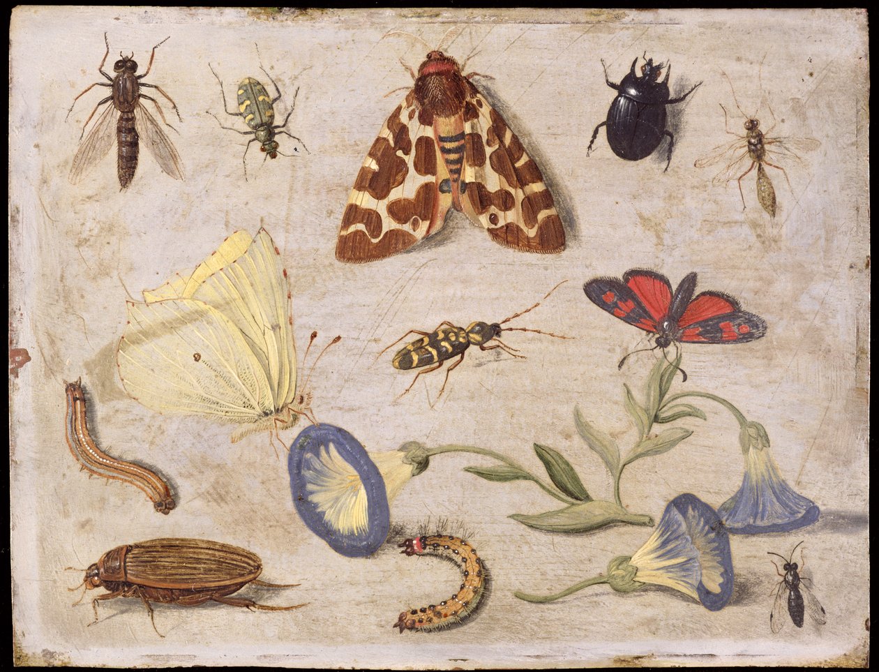 Insetos (óleo em cobre) de Jan van Kessel the Elder
