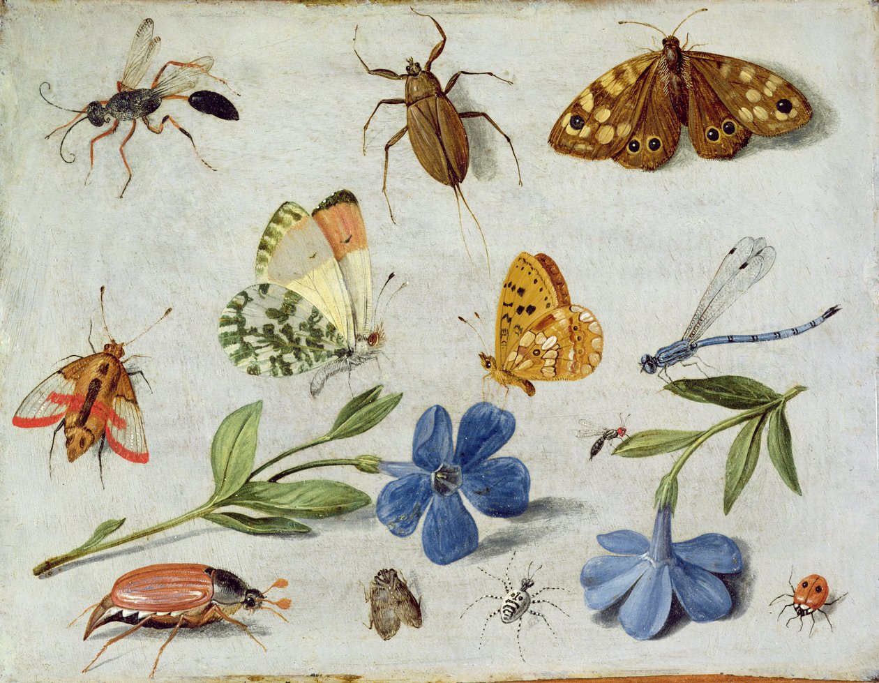 Insetos (óleo em cobre) de Jan van Kessel the Elder