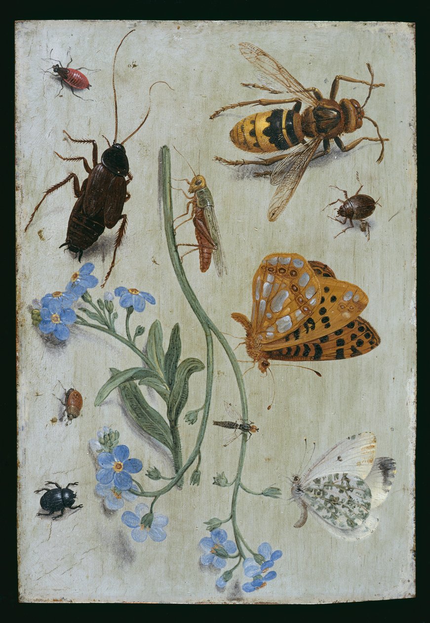 Insetos (óleo em cobre) de Jan van Kessel the Elder