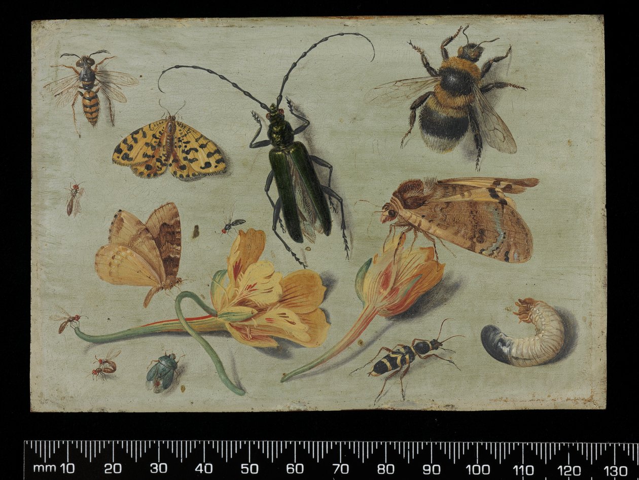 Insetos (óleo em cobre) de Jan van Kessel the Elder