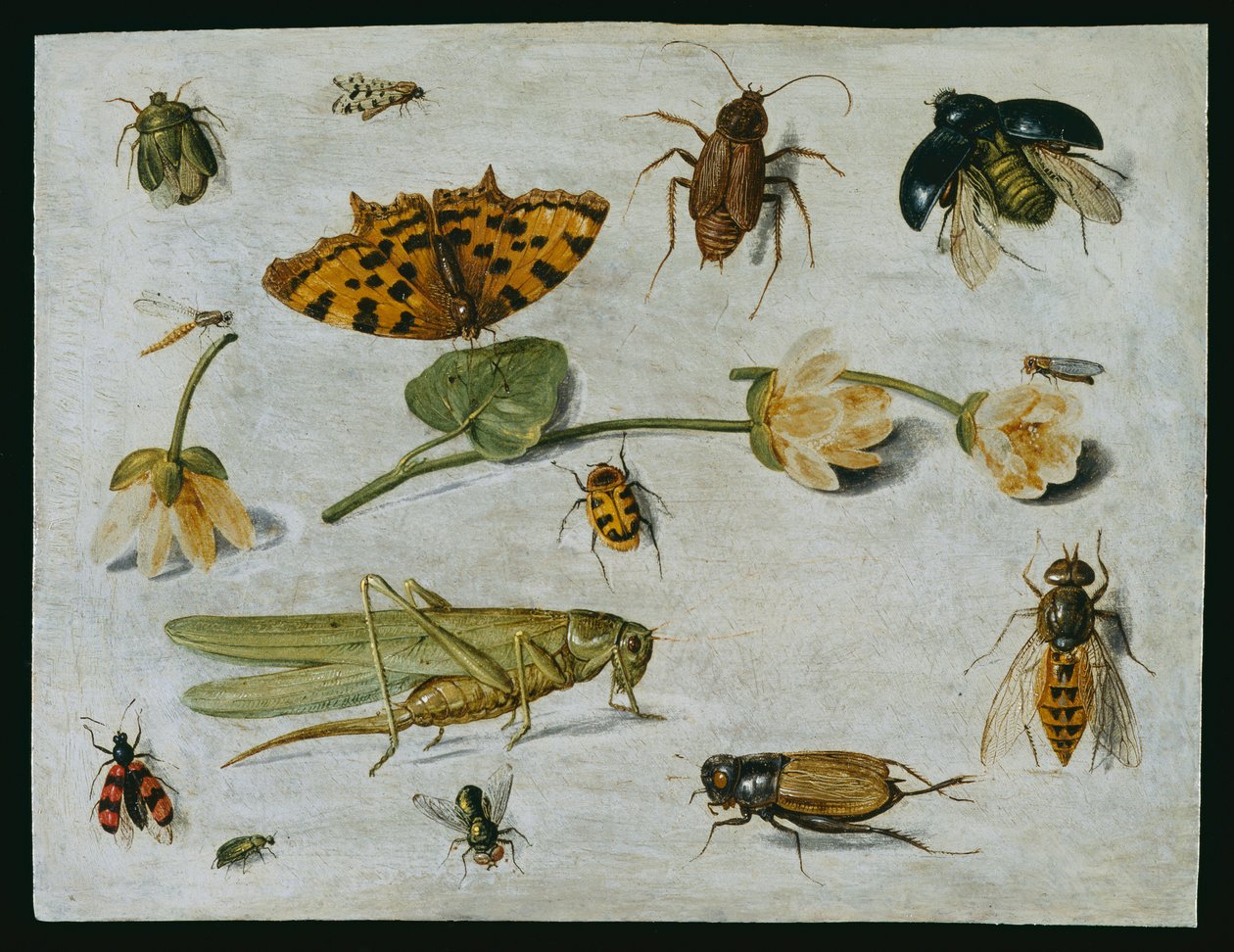 Insetos (óleo em cobre) de Jan van Kessel the Elder
