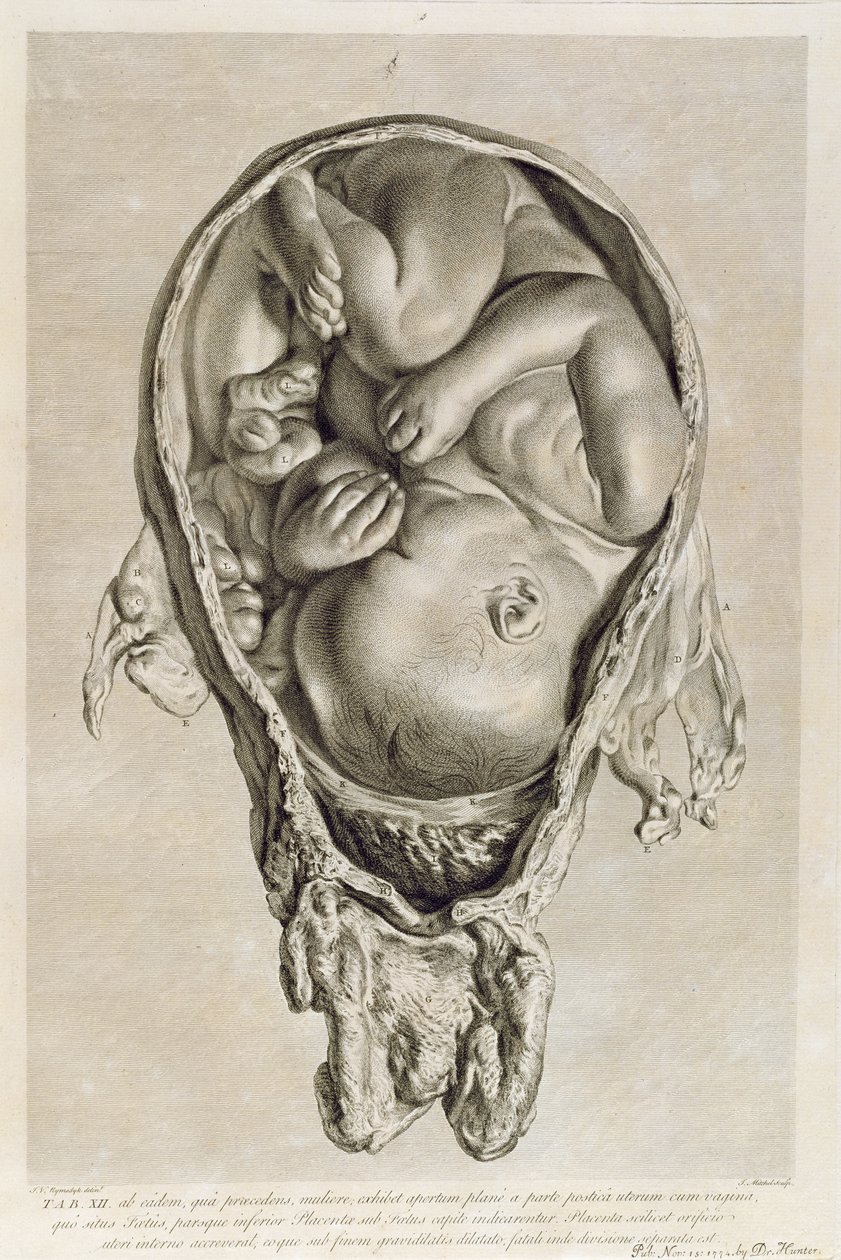 Desenho anatômico de um feto no útero, gravado por Francois Simon Ravenet (1706-74) pub. 1774 de Jan van Rymsdyk