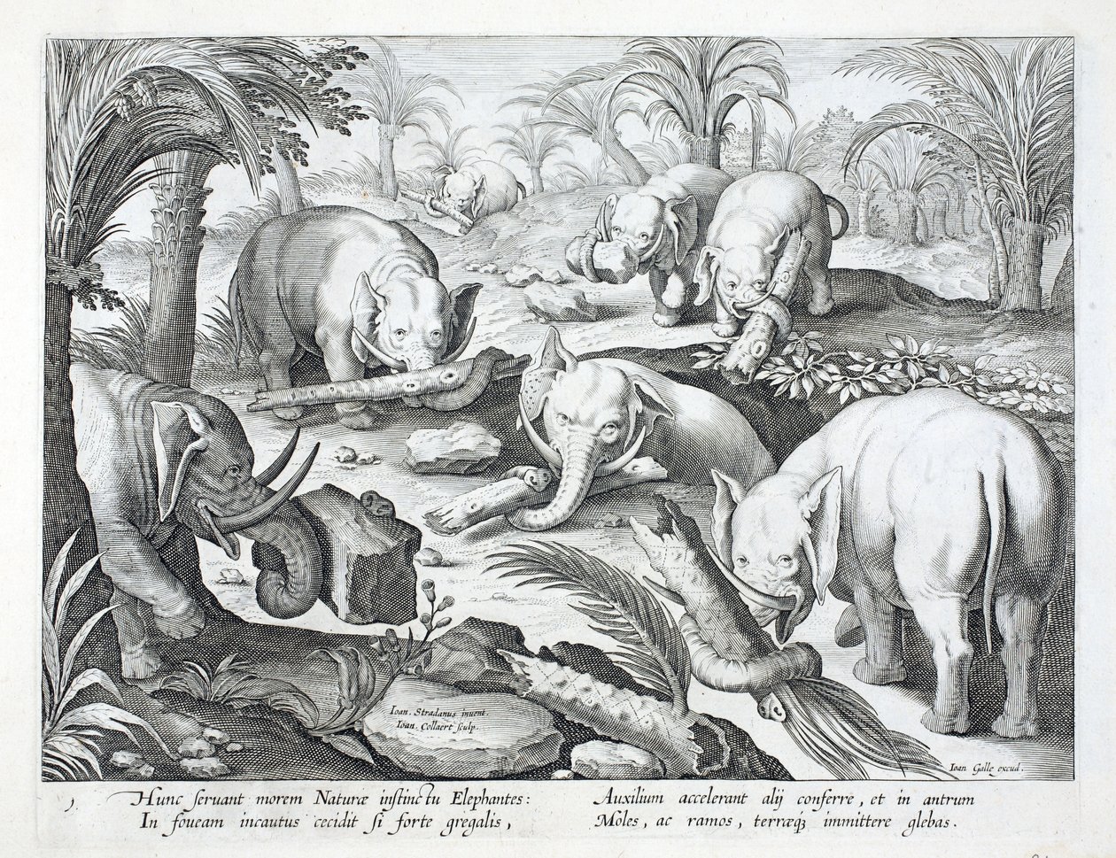 Uma manada de elefantes instintivamente constrói uma armadilha, ilustração de "Venationes, Ferarum, Avium, Piscium" (De Caça: Animais Selvagens, Pássaros, Peixes), gravada por Jan Collaert (1566-1628), pub. por Philli de Jan van der Straet