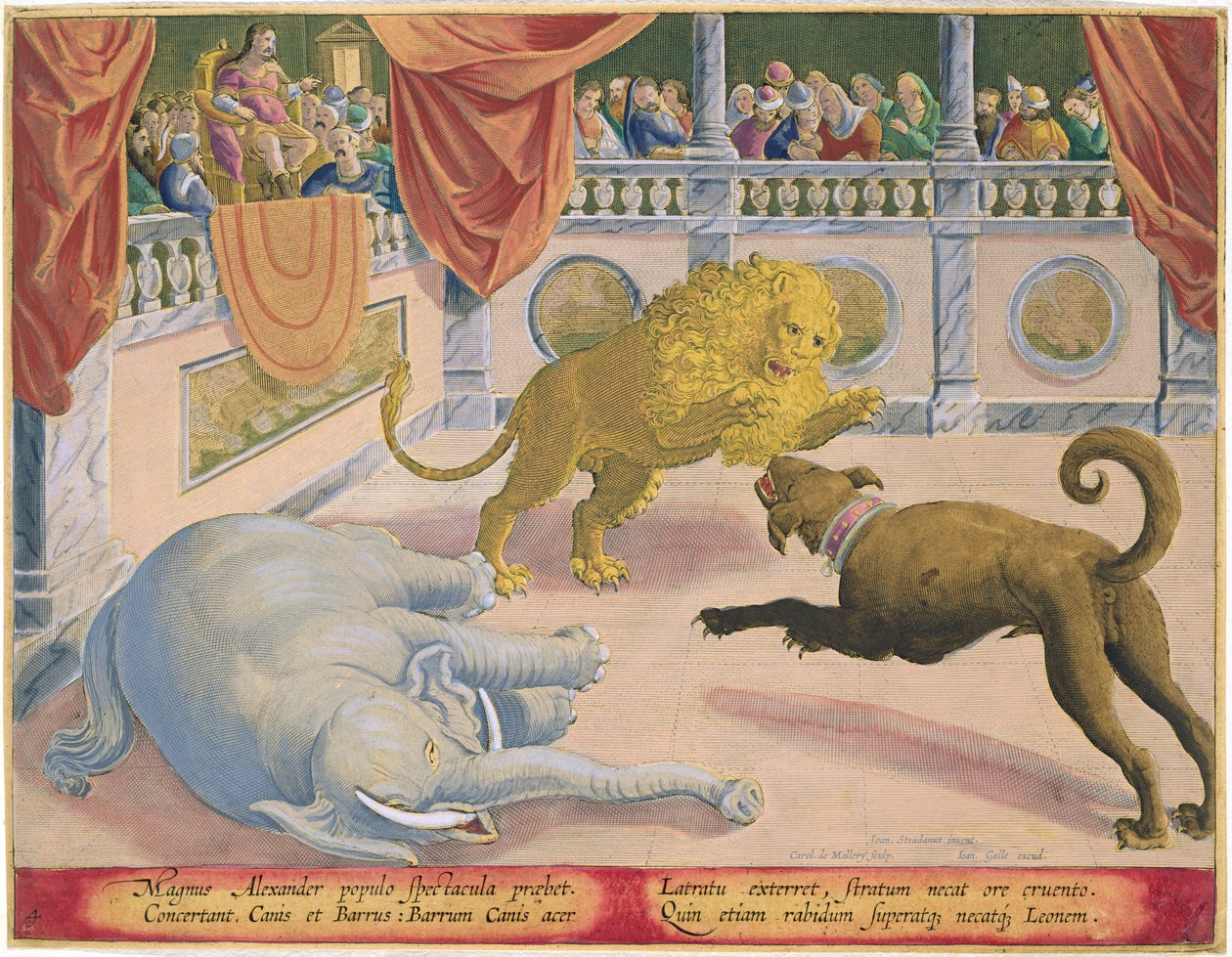 Alexandre, o Grande (356-323 aC) Coloca em um Espetáculo, a placa 4 de &39;Venationes Ferarum, Avium, Piscium&39; (De Caça: Animais Selvagens, Pássaros, Peixes) gravada por Jan Collaert (1566-1628) publicado por Phillip de Jan van der Straet