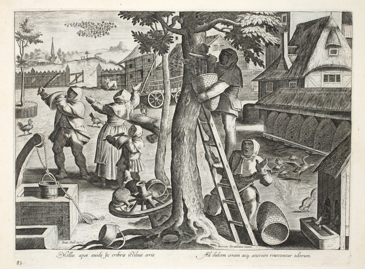 Apicultores, placa 83, ilustração de &39;Venationes, Ferarum, Avium, Piscium&39; (de caça: feras, pássaros, peixes), gravada por Jan Collaert (1566-1628), pub. por Phillipus Gallaeus, Amsterdam (engra de Jan van der Straet