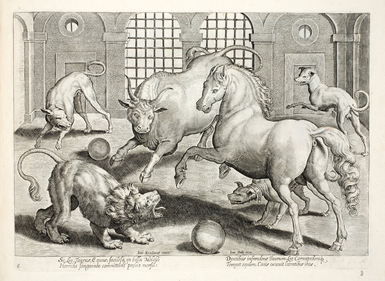 Combate feroz e sangrento entre um leão, touro e cavalo, cercado por cachorros zangados, ilustração de "Venationes, Ferarum, Avium, Piscium" (De Caça: Animais Selvagens, Pássaros, Peixes), gravada por Ja de Jan van der Straet