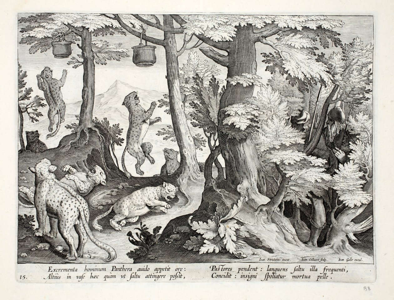 Panteras gananciosas comem excrementos humanos suspensos de árvores por pastores e morrem, ilustração de &39;Venationes, Ferarum, Avium, Piscium&39; (de caça: feras, pássaros, peixes), gravada por Jan Collaert de Jan van der Straet