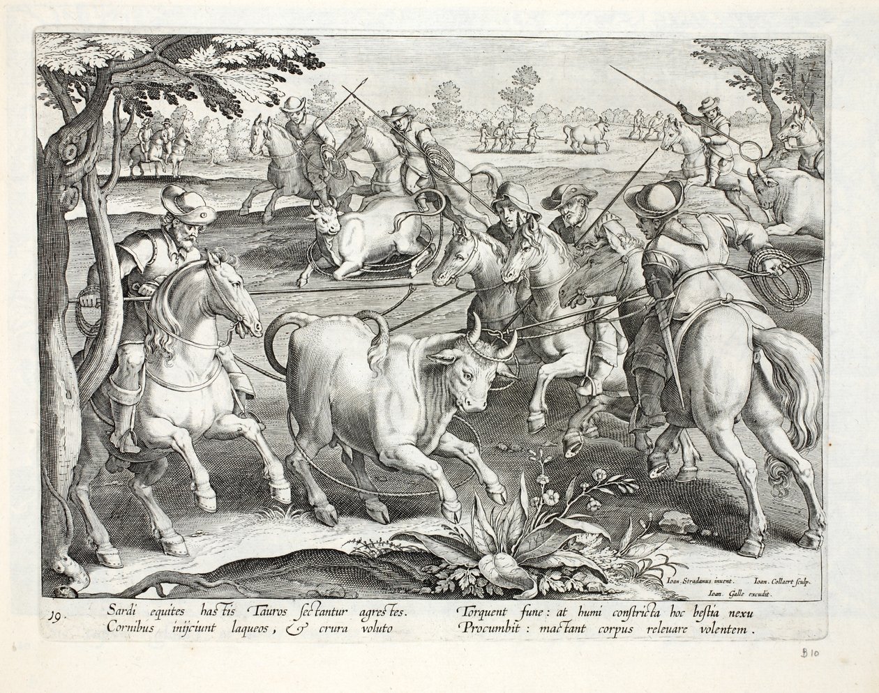 Os cavaleiros sardos capturam touros com cordas, ilustração de &39;Venationes, Ferarum, Avium, Piscium&39; (da caça: Bestas selvagens, pássaros, peixes), gravados por Jan Collaert (1566-1628), bar. por Phillipus Gal de Jan van der Straet