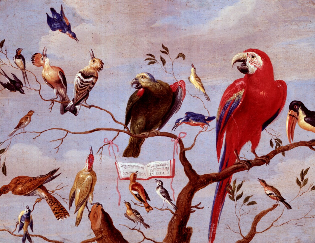Um coro de pássaros, c.1650-1675 (óleo sobre metal) de Jan van Kessel the Elder