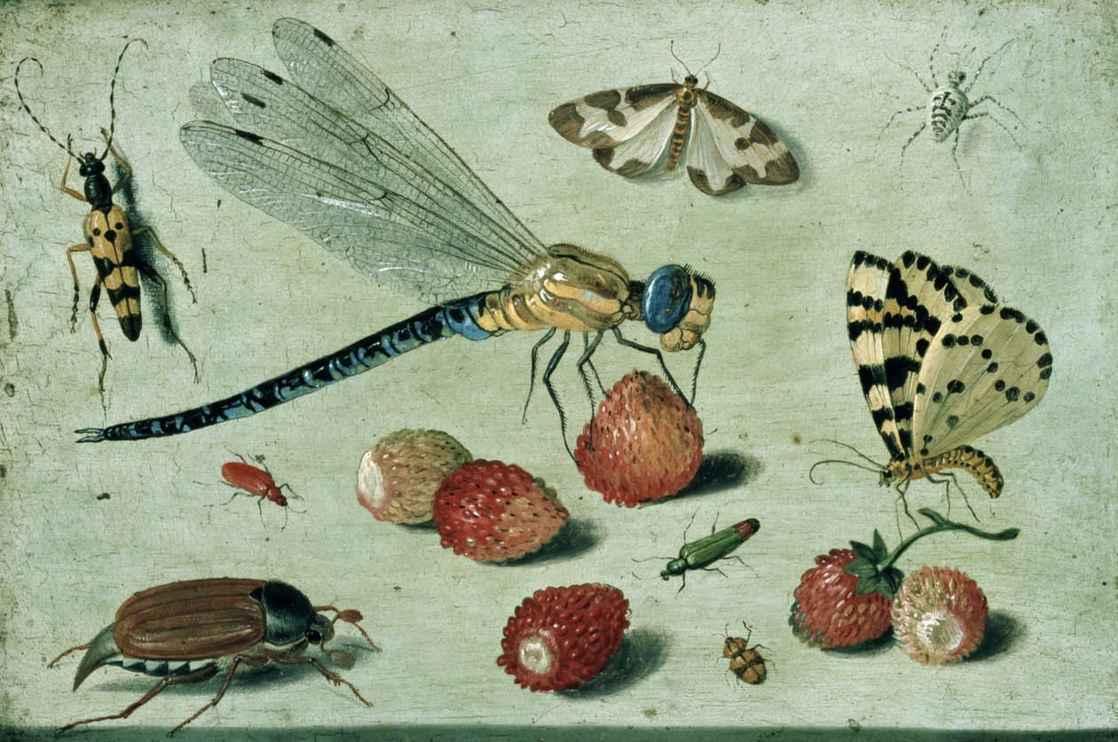 Uma mosca-do-dragão, duas mariposas, uma aranha e alguns besouros, com morangos silvestres, século XVII (óleo sobre cobre) de Jan van Kessel the Elder