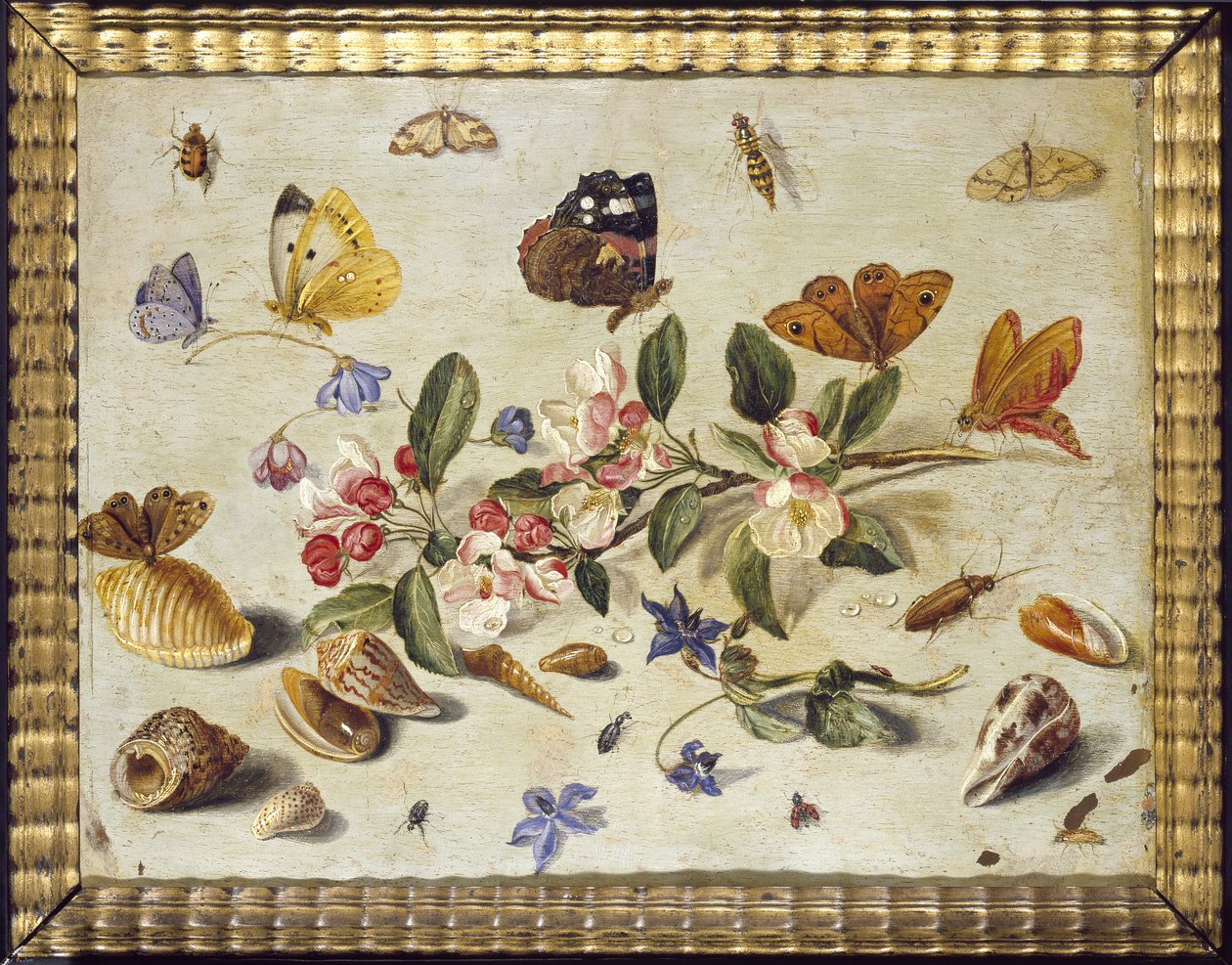 Um estudo de flores e insetos (óleo sobre cobre) de Jan van Kessel the Elder