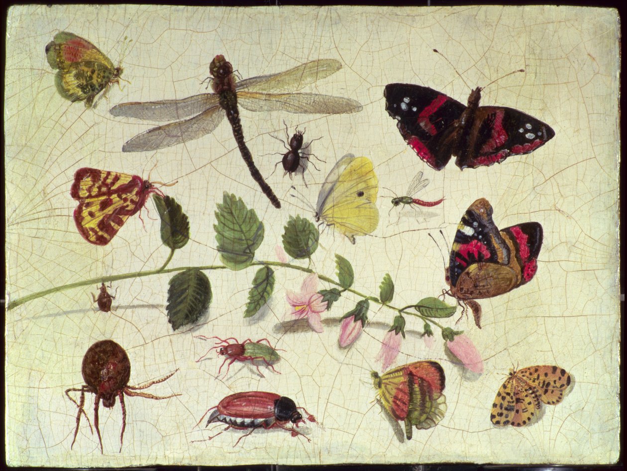 Borboletas, insetos e flores (painel) de Jan van Kessel the Elder