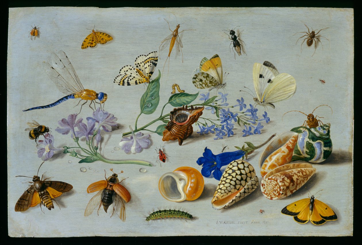 Borboletas e outros insetos, 1661 (óleo sobre cobre) de Jan van Kessel the Elder