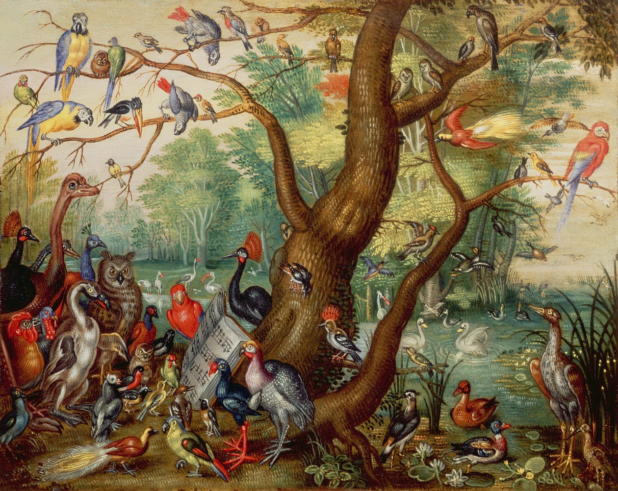 Concerto das Aves (óleo sobre cobre) de Jan van Kessel the Elder